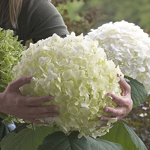 Tree Hydrangea 'Incrediball' 3 Tree Hydrangea 'Incrediball'