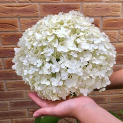 Tree Hydrangea 'Incrediball' 13 Tree Hydrangea 'Incrediball' -OWL Plant Shop 510009 2