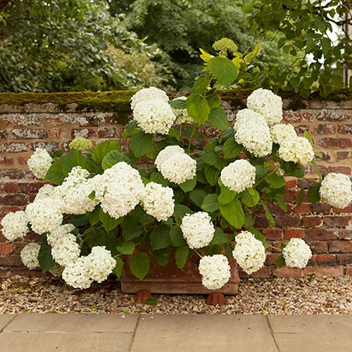Tree Hydrangea 'Incrediball' 8 Tree Hydrangea 'Incrediball' - Image 6