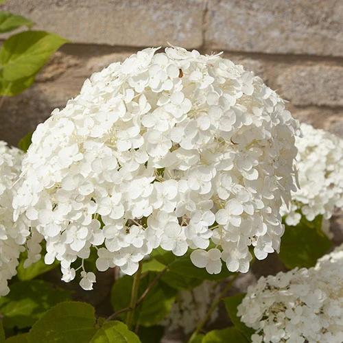 Tree Hydrangea 'Incrediball' 10 Tree Hydrangea 'Incrediball' - Image 8