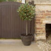 Holly Ilex X Meserveae 'Blue Maid' Standard -OWL Plant Shop 510182