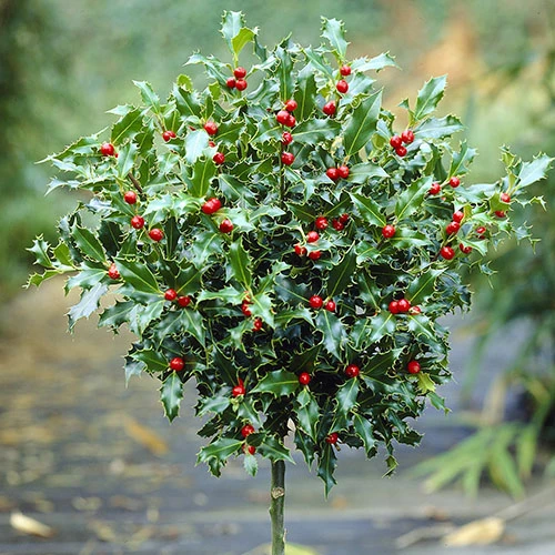 Holly Ilex X Meserveae 'Blue Maid' Standard 4 Holly Ilex X Meserveae 'Blue Maid' Standard - Image 2