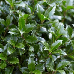 Holly Ilex X Meserveae 'Blue Maid' Standard 9 Holly Ilex X Meserveae 'Blue Maid' Standard -OWL Plant Shop 510182 3