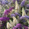 Tricolour Buddleia Butterfly Bush 2 Tricolour Buddleia Butterfly Bush -OWL Plant Shop 510198
