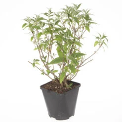 Tricolour Buddleia Butterfly Bush -OWL Plant Shop 510198 2