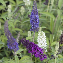 Tricolour Buddleia Butterfly Bush -OWL Plant Shop 510198 3