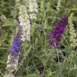 Tricolour Buddleia Butterfly Bush -OWL Plant Shop 510198 4