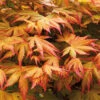 Acer Palmatum 'Orange Dream' 2 Acer Palmatum 'Orange Dream' -OWL Plant Shop 510282