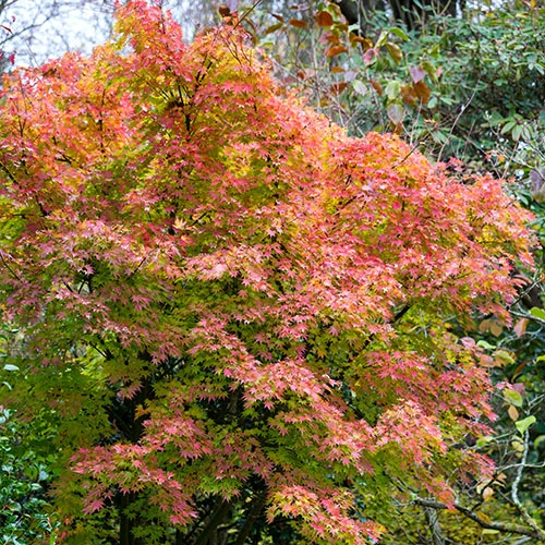 Acer Palmatum 'Orange Dream' 4 Acer Palmatum 'Orange Dream' - Image 2