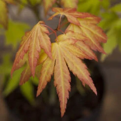 Acer Palmatum 'Orange Dream' 9 Acer Palmatum 'Orange Dream' -OWL Plant Shop 510282 2