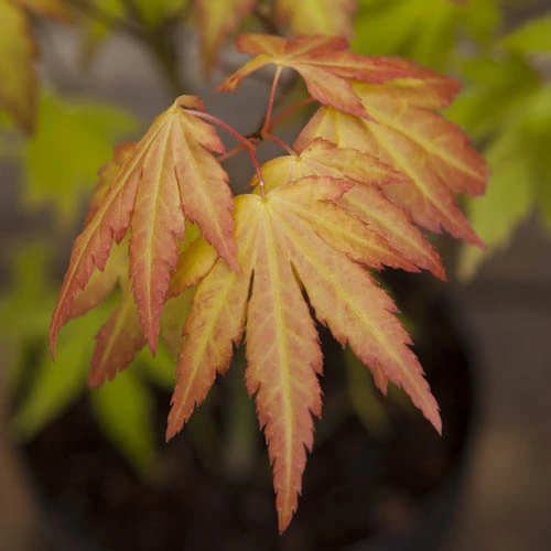 Acer Palmatum 'Orange Dream' 5 Acer Palmatum 'Orange Dream' - Image 3