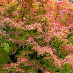 Acer Palmatum 'Orange Dream' 10 Acer Palmatum 'Orange Dream' -OWL Plant Shop 510282 3