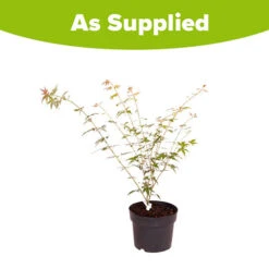 Acer Palmatum 'Orange Dream' 11 Acer Palmatum 'Orange Dream' -OWL Plant Shop 510282 4