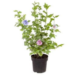 Tricolour Hibiscus 9 Tricolour Hibiscus -OWL Plant Shop 510313 3