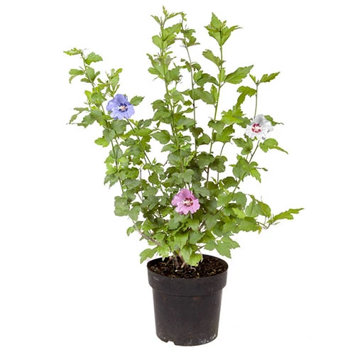 Tricolour Hibiscus 6 Tricolour Hibiscus - Image 4