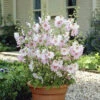 Patio Lavatera Mallow 'Barnsley Baby' 2 Patio Lavatera Mallow 'Barnsley Baby' -OWL Plant Shop 510339