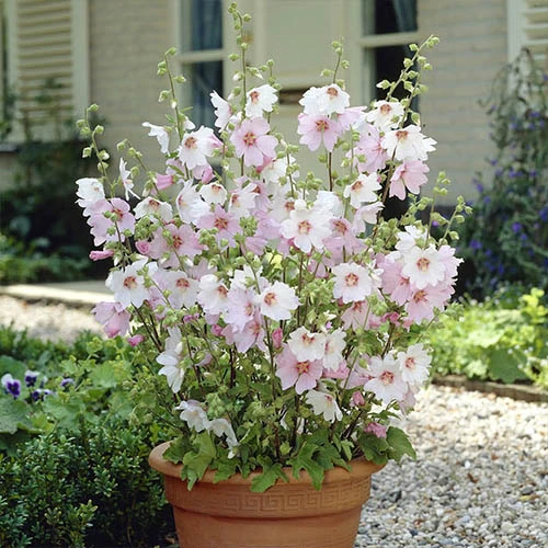 Patio Lavatera Mallow 'Barnsley Baby' 3 Patio Lavatera Mallow 'Barnsley Baby'