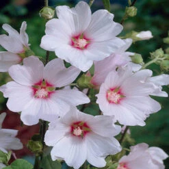 Patio Lavatera Mallow 'Barnsley Baby' 7 Patio Lavatera Mallow 'Barnsley Baby' -OWL Plant Shop 510339 1