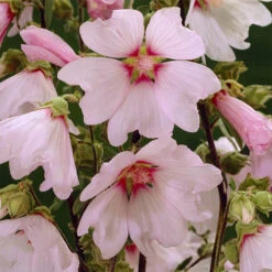 Patio Lavatera Mallow 'Barnsley Baby' 9 Patio Lavatera Mallow 'Barnsley Baby' -OWL Plant Shop 510339 3