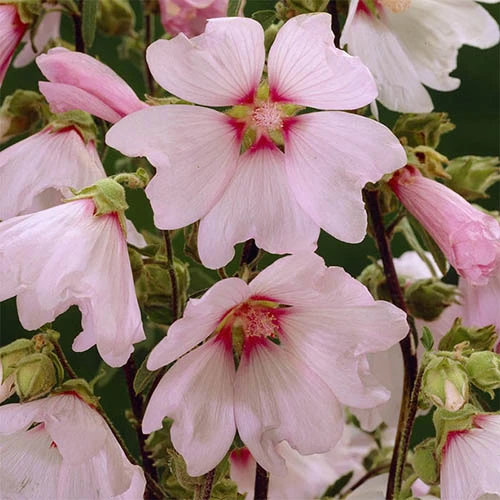 Patio Lavatera Mallow 'Barnsley Baby' 6 Patio Lavatera Mallow 'Barnsley Baby' - Image 4