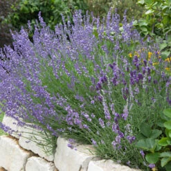 Lavender Munstead 8 Lavender Munstead -OWL Plant Shop 510354 1