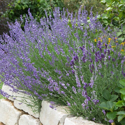 Lavender Munstead 4 Lavender Munstead - Image 2