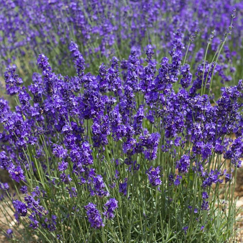 Lavender Munstead 5 Lavender Munstead - Image 3