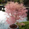Acer Palmatum 'Taylor' 1 Acer Palmatum 'Taylor' -OWL Plant Shop 510524