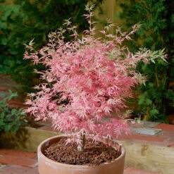 Acer Palmatum 'Taylor' -OWL Plant Shop 510524 3