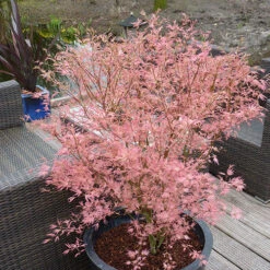 Acer Palmatum 'Taylor' -OWL Plant Shop 510524 4