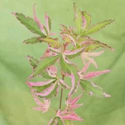 Acer Palmatum 'Taylor' -OWL Plant Shop 510524 5
