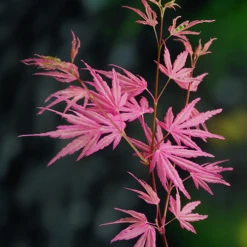 Acer Palmatum 'Taylor' -OWL Plant Shop 510524 6