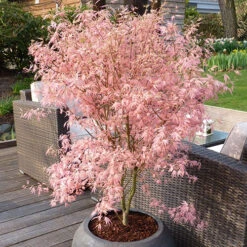 Acer Palmatum 'Taylor' -OWL Plant Shop 510524 7