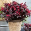 Loropetalum 'Black Pearl' 1 Loropetalum 'Black Pearl' -OWL Plant Shop 510604