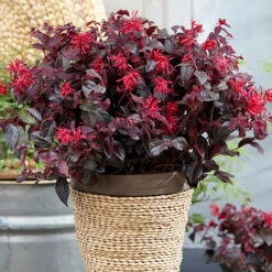 Loropetalum 'Black Pearl'