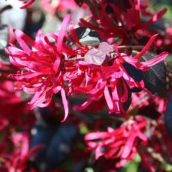 Loropetalum 'Black Pearl' -OWL Plant Shop 510604 3