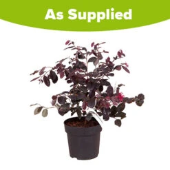 Loropetalum 'Black Pearl' -OWL Plant Shop 510604 4