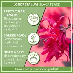 Loropetalum 'Black Pearl' -OWL Plant Shop 510604 5