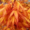 Acer Palmatum 'Katsura' 2 Acer Palmatum 'Katsura' -OWL Plant Shop 510650