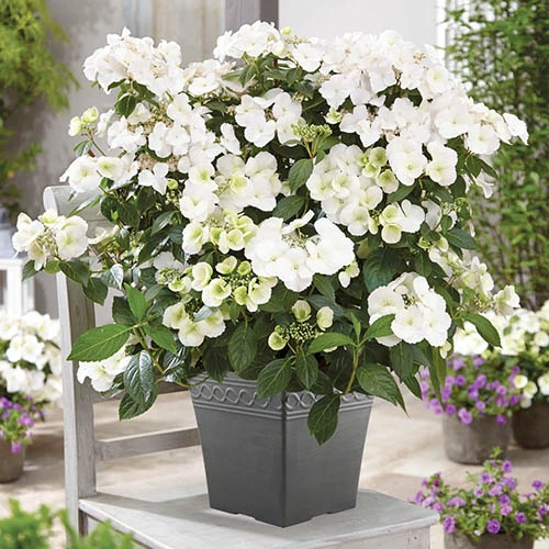 Hydrangea 'Runaway Bride' 3 Hydrangea 'Runaway Bride'
