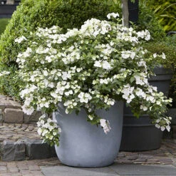 Hydrangea 'Runaway Bride' 13 Hydrangea 'Runaway Bride' -OWL Plant Shop 510841 2