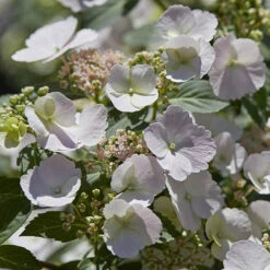 Hydrangea 'Runaway Bride' 14 Hydrangea 'Runaway Bride' -OWL Plant Shop 510841 3