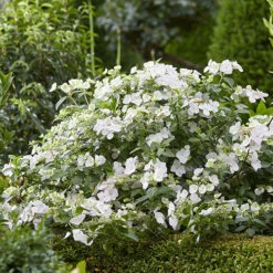 Hydrangea 'Runaway Bride' 15 Hydrangea 'Runaway Bride' -OWL Plant Shop 510841 4