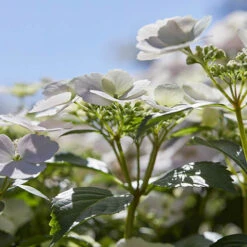 Hydrangea 'Runaway Bride' 16 Hydrangea 'Runaway Bride' -OWL Plant Shop 510841 5
