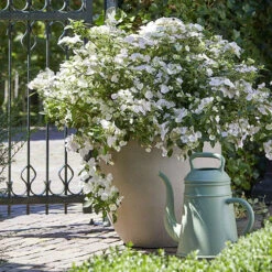 Hydrangea 'Runaway Bride' 17 Hydrangea 'Runaway Bride' -OWL Plant Shop 510841 6