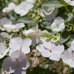 Hydrangea 'Runaway Bride' 18 Hydrangea 'Runaway Bride' -OWL Plant Shop 510841 7