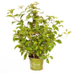 Hydrangea 'Runaway Bride' 19 Hydrangea 'Runaway Bride' -OWL Plant Shop 510841 8