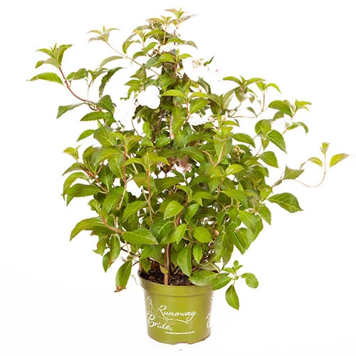 Hydrangea 'Runaway Bride' 11 Hydrangea 'Runaway Bride' - Image 9