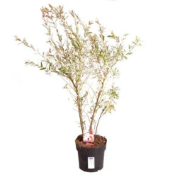 Salix Flamingo Bush 15 Salix Flamingo Bush -OWL Plant Shop 510919 6