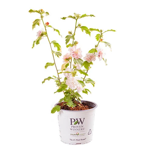 Hibiscus Sugar Tip 19cm 4 Hibiscus Sugar Tip 19cm - Image 2